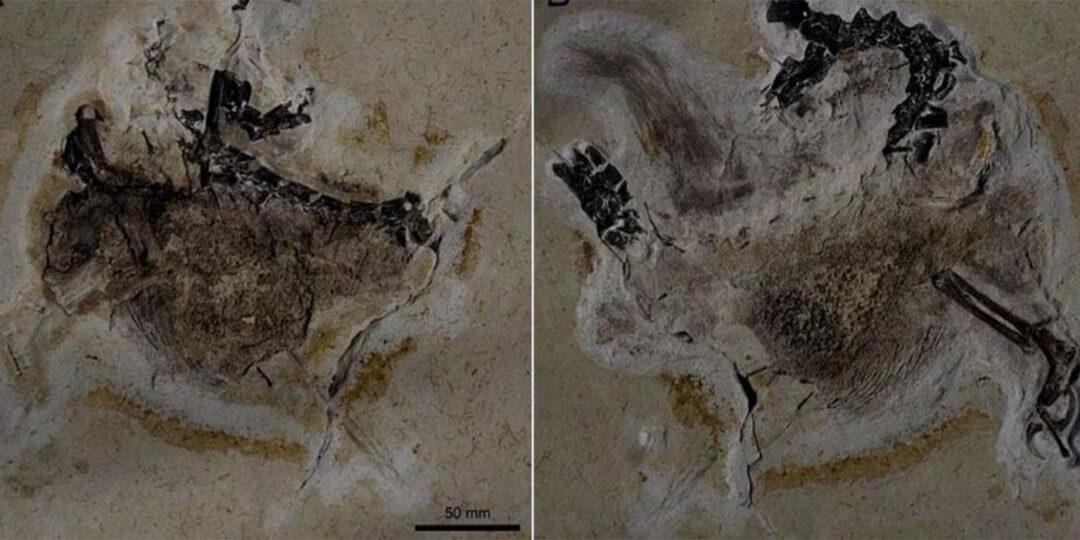 fossil-do-dinossauro-volta-ao-brasil-no-domingo-apos-ser-contrabandeado