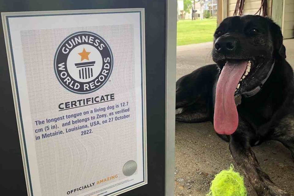 video:-cachorra-com-lingua-gigante-quebra-recorde-do-guinness