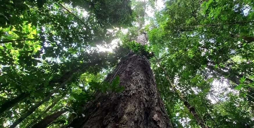 amazonia:-governo-quer-retomar-bolsa-verde-de-comunidades-tradicionais