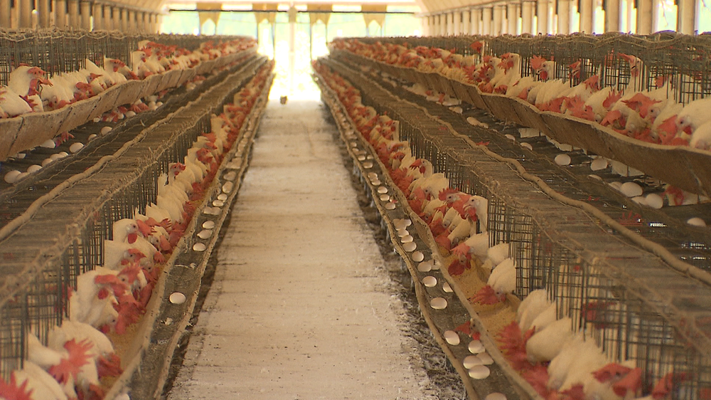 tem-que-parar-de-comer-frango-e-ovo?-entenda-como-agir-apos-gripe-aviaria-chegar-a-bahia