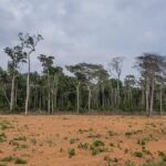 desmatamento-no-cerrado-cresceu-32,4%-em-2022,-diz-mapbiomas-alerta