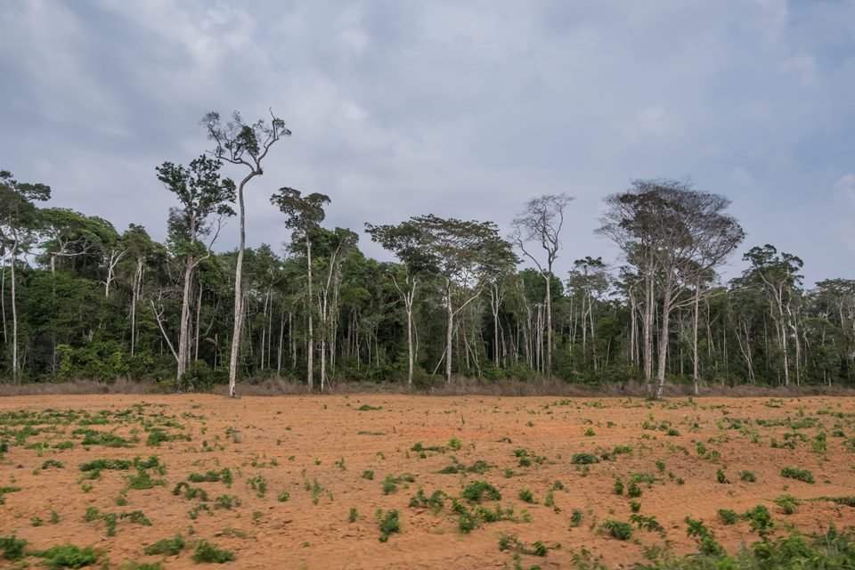 desmatamento-no-cerrado-cresceu-32,4%-em-2022,-diz-mapbiomas-alerta